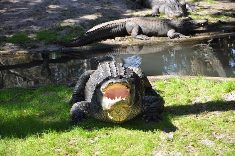 Front view of alligator with open jaw showing pink mouth and lots of pointy teeth.