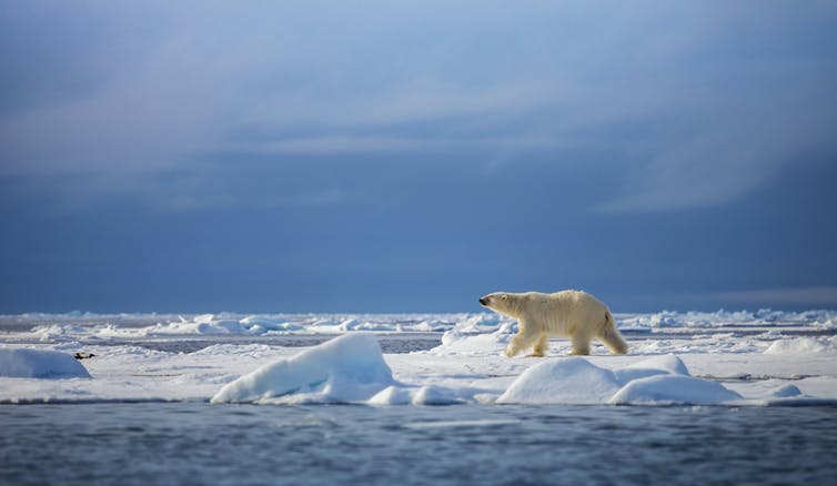 Climate change, a big whitish bear walking on all fours across white sea ice.