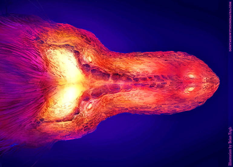 Top view of long-jawed skull in colors from yellow to magenta with two holes visible at top.