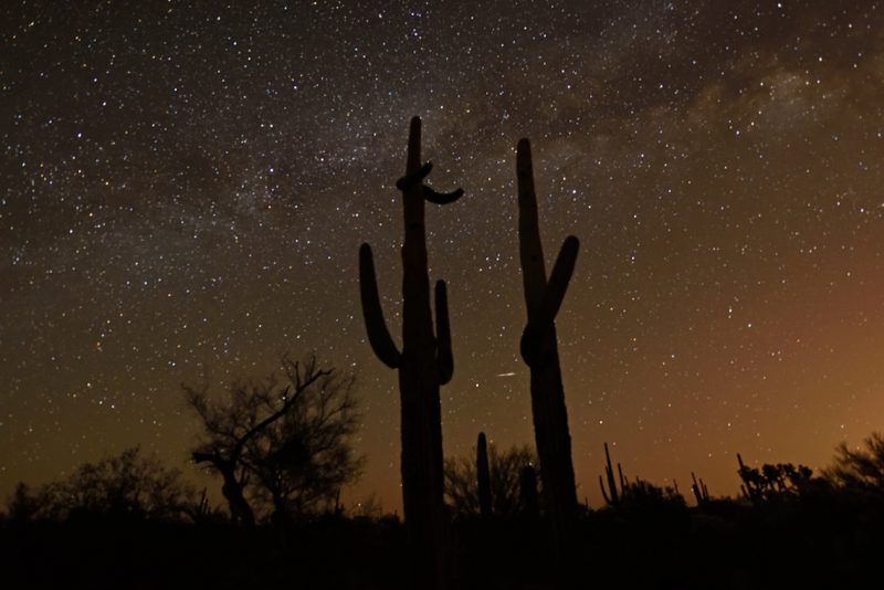 Tall saguaro cactuses silhouetted against star field with Milky Way running left to right.