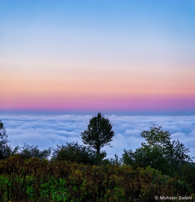 Earth's dark blue shadow and pink belt of Venus, over clouds with trees in the foreground.