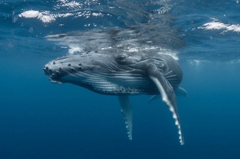 Underwater view of head end of a whale with a warty jaw and long front fins.