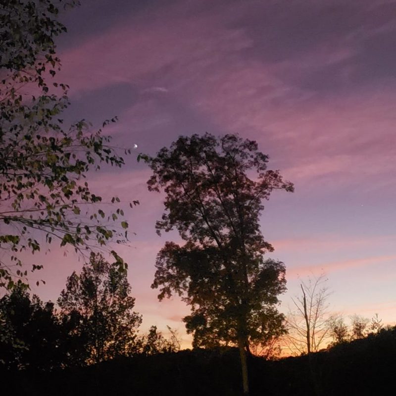 Silhouette of a tree against a purple-pink sky, small dot of light on the upper left.