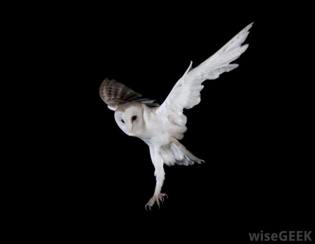 owl-in-night-flight | EarthSky