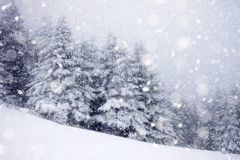 Snowy hillside, snow-covered evergreen trees, viewed through falling snow.