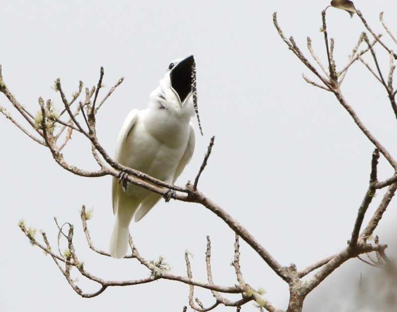 White bird sitting on a bare branch with a a very wide open beak.