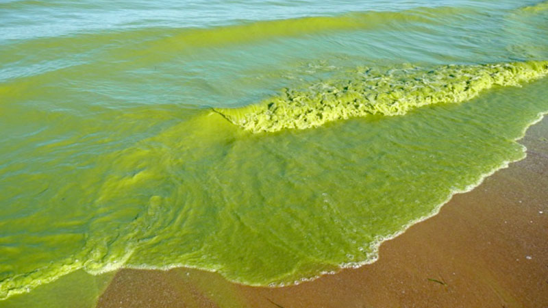 Low, opaque green waves coming in on a brown sandy beach.