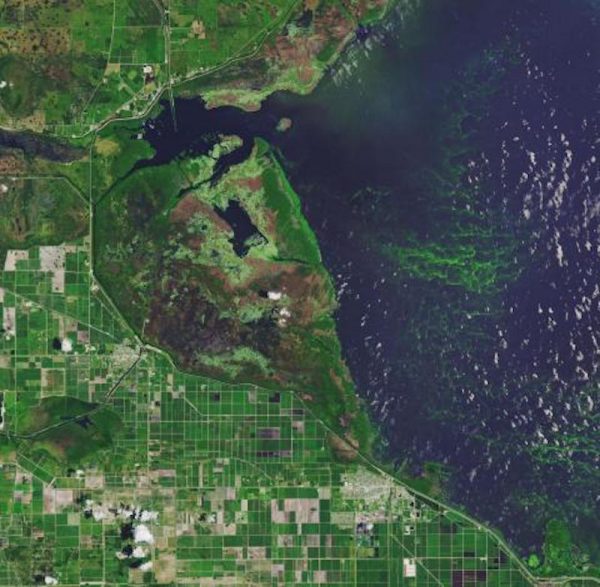 Satellite view: Green water contrasted with blue water off coast with grid of streets.