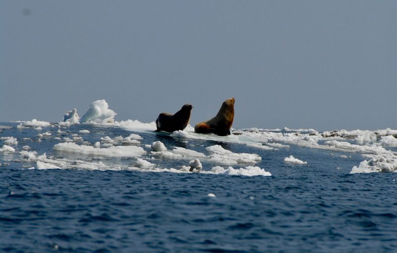Two sea lions on floating piece of sea ice under slate blue sky.