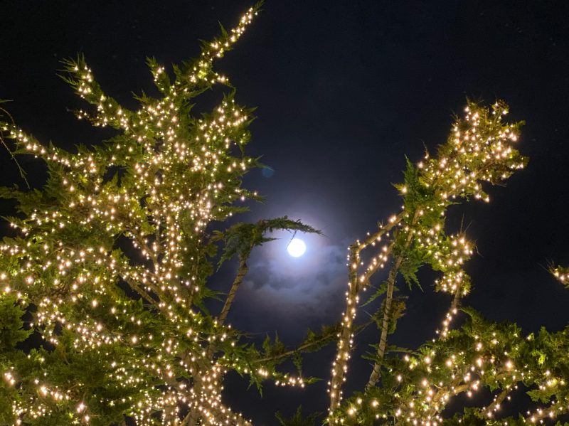 Full moon seen through tree branches covered with holiday lights.
