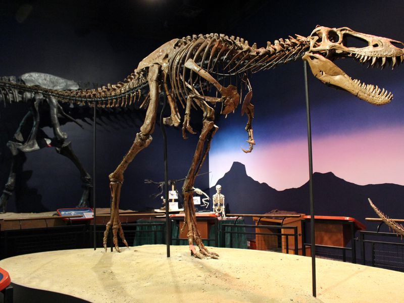 Long-legged, multi-toothed dinosaur skeleton on display.