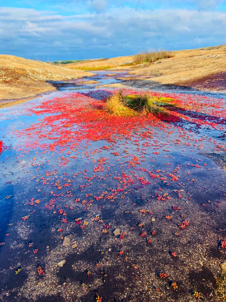 Blue water with a bright red patch.