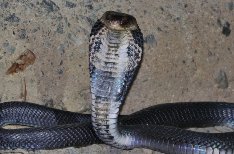 Snake with a raised head and flattened neck.