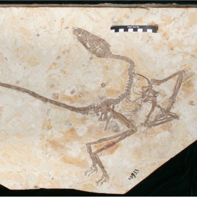 Fossil reveals how feathered dinosaurs differed from birds | Earth |  EarthSky