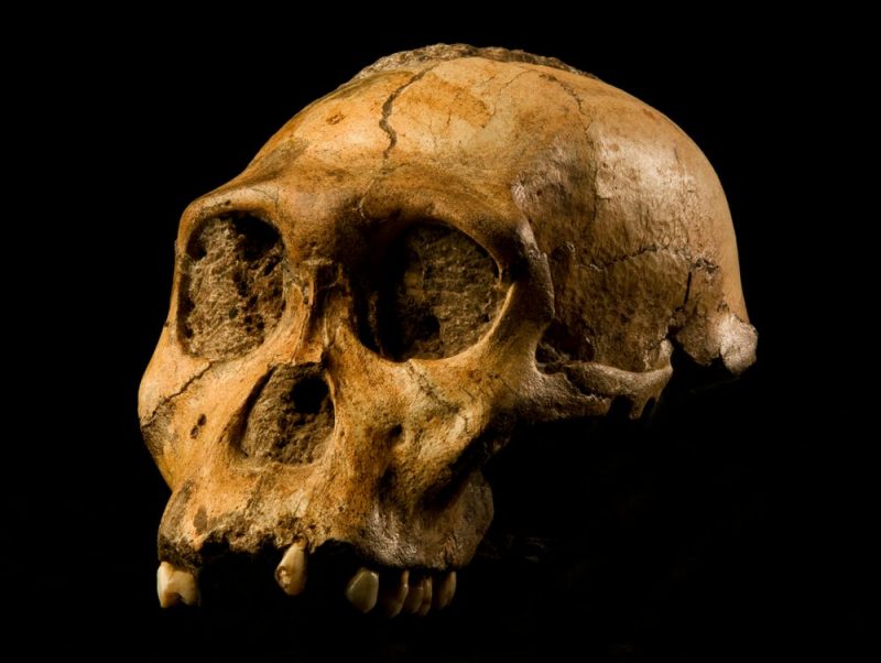 Partial human skull fossil.
