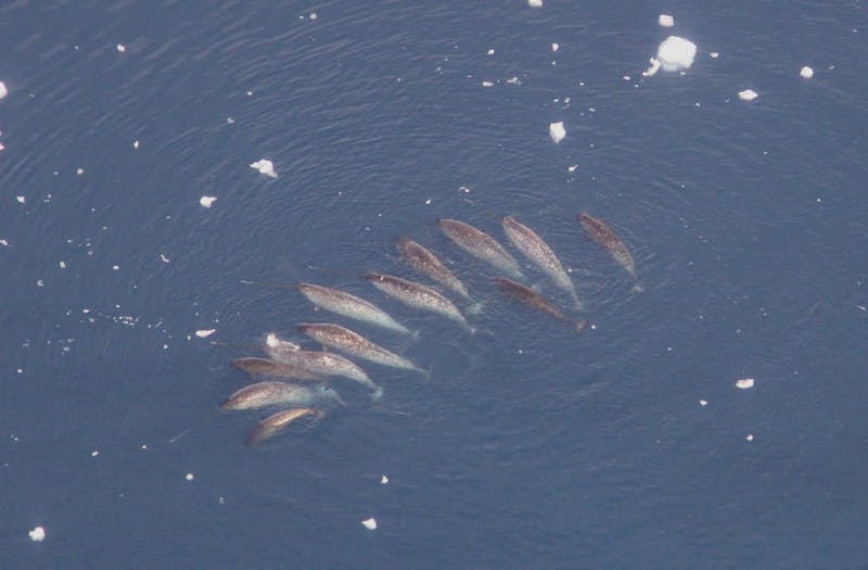 Eleven fish-shaped narwhals swimming together, viewed from the air.
