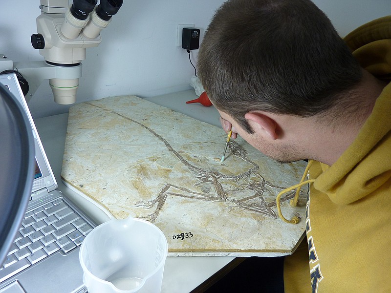 Scientist bent over fossil on a table, using a tiny brush to uncover details of feathers.