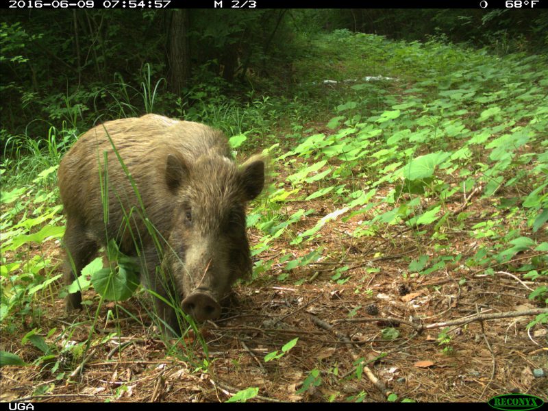 Furry animal with a prominent pig type snout on leafy ground.