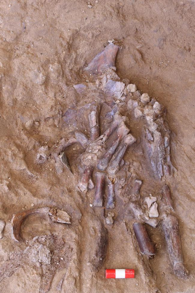 Closeup of hand bones half-buried in the ground with a small marker indicating size.