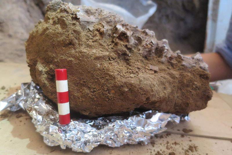 A block of tan rock containing a row of vertebrae, removed from the ground. 