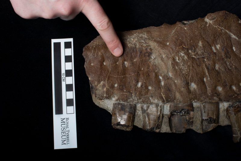 A finger points to the vertical ridges along the length of Thanatotheristes degrootorum's upper jaw.