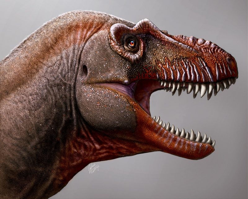 Tyrannosaurus head with mouth open showing pointed teeth.
