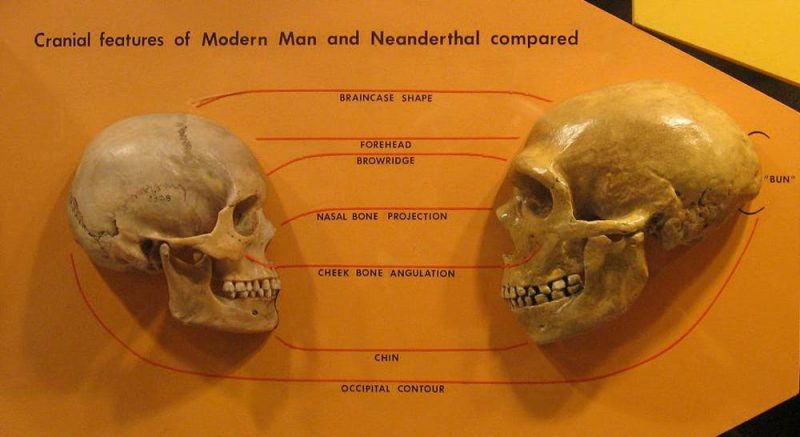 Two skulls. Left one rounder with smaller teeth and brow ridges and right one elongated and slightly larger.
