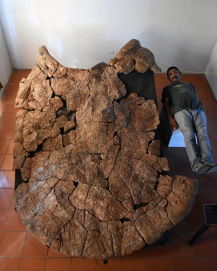 Very large fossil turtle shell with man lying beside it only about two-thirds as long.