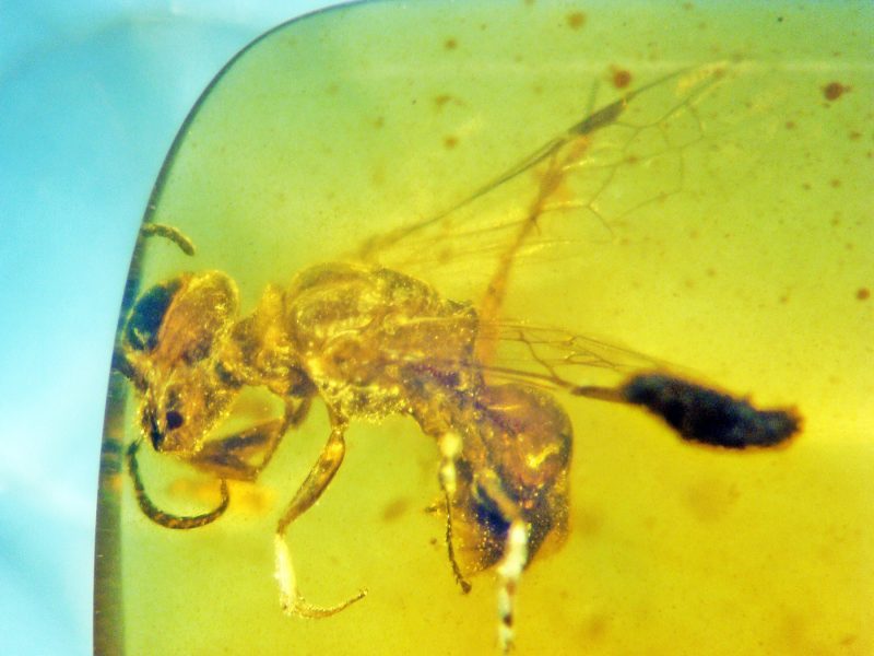 Left view of the fossil bee in amber.