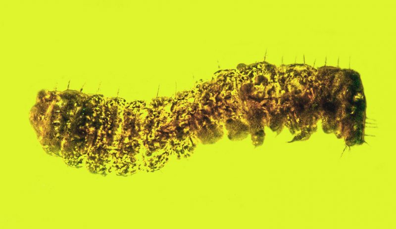 Closeup view of a long segmented beetle larva.