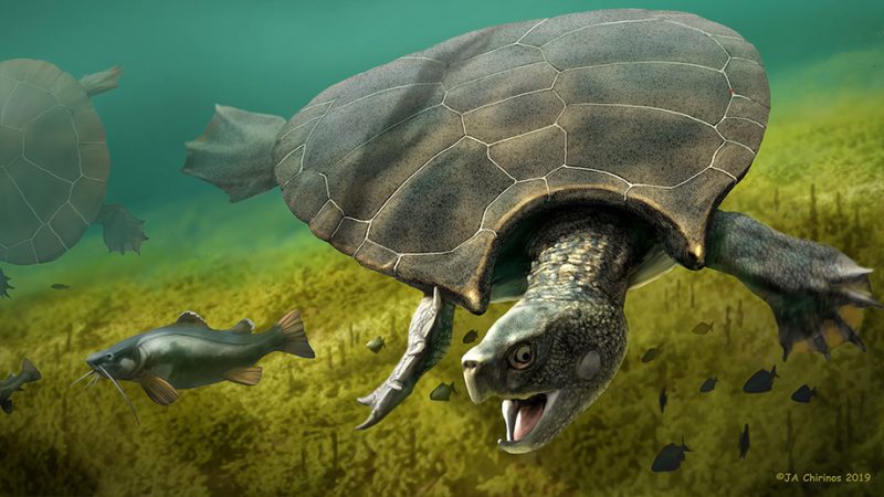 کشف لاک پشت های غول پیکر در آب های آمریکای جنوبی