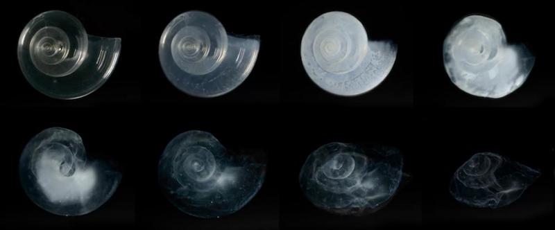 Eight photos of a whole, healthy, almost extinct spiral shell.