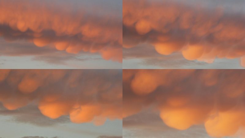 Four images of clouds with multiple rounded downward bulges in orange dawn light.