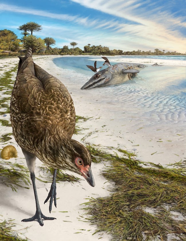 Illustration of a chicken-like bird foraging on a beach,