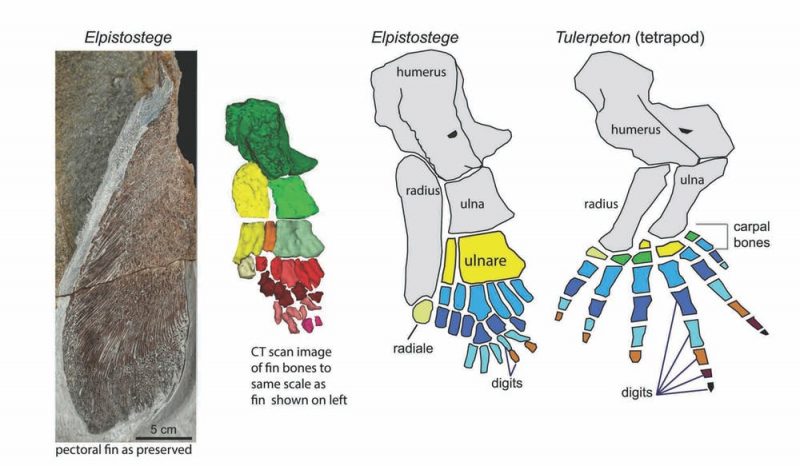 Diagrams of limb bones of Elpistostege and an early tetrapod.