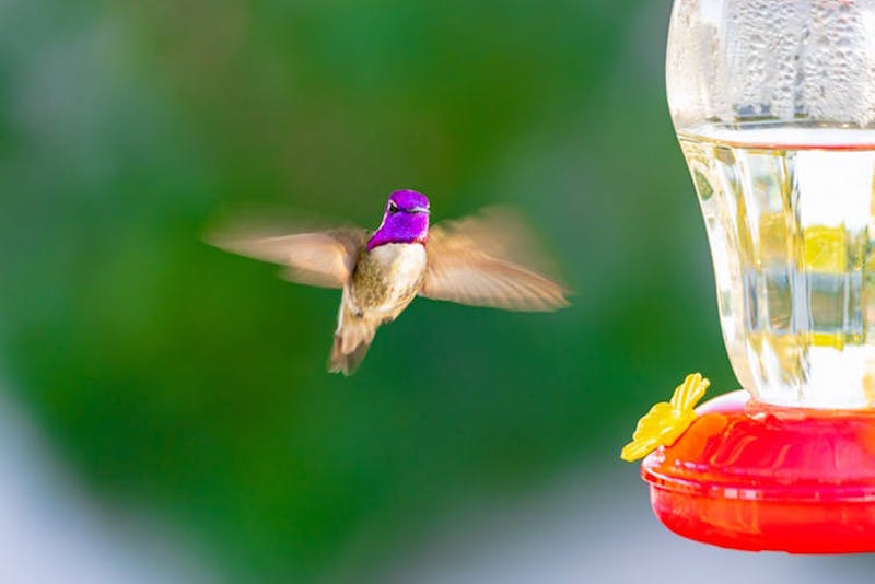 Purple-headed bird in flight near feeder.