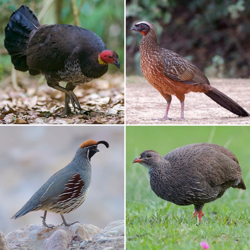 Four images of standing wild birds described by Daniel Field as chicken-like.