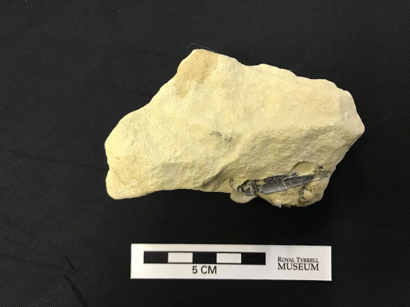 A light tan, irregular rock with a bone sticking out and a 5-centimeter ruler for scale.
