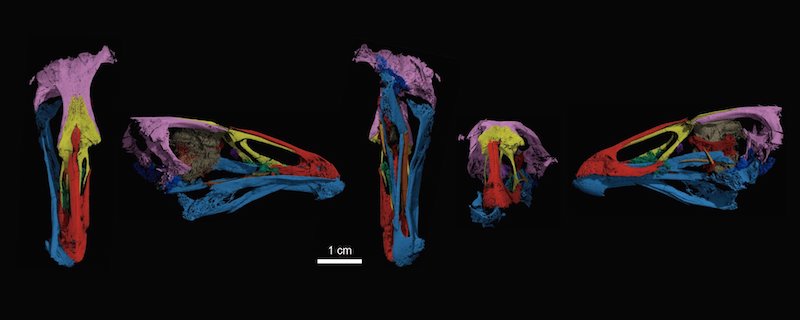 Several CT scan images with false colors to show skull features more clearly. 
