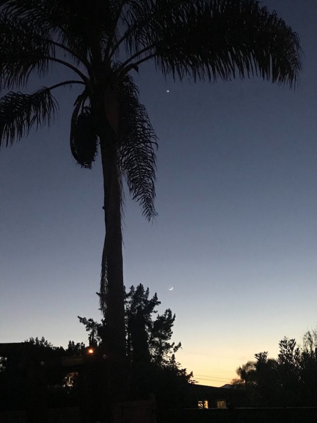 A tall palm tree with Venus just below its fronds and moon near horizon.
