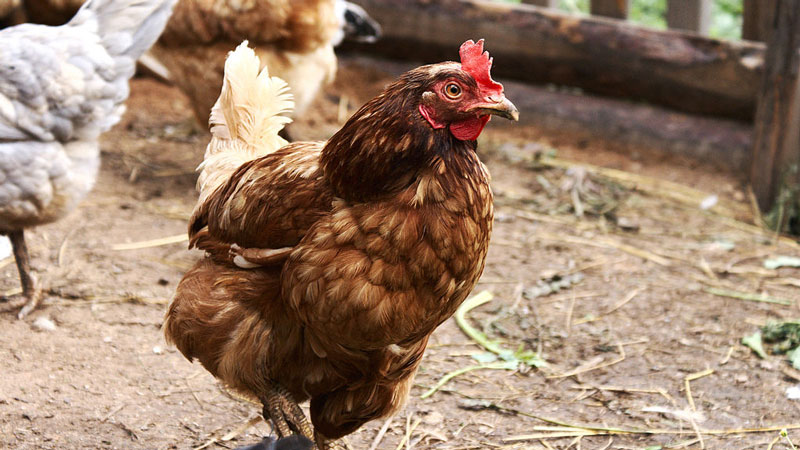 A brown chicken with a bright red fleshy comb on its head, standing on a dirt surface with straw.