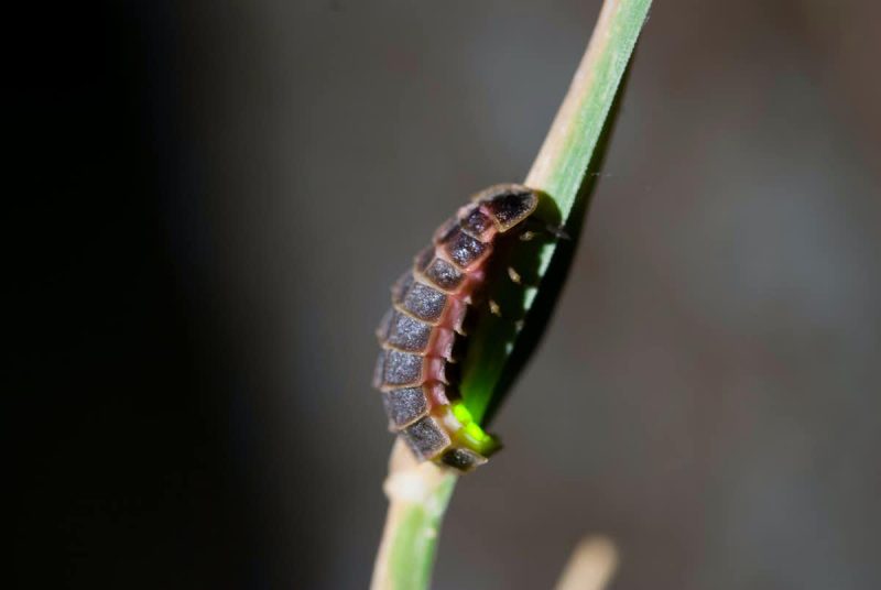 An insect with 10 segments, the underside of its back end glowing greenish-yellow, clinging to a grass blade.