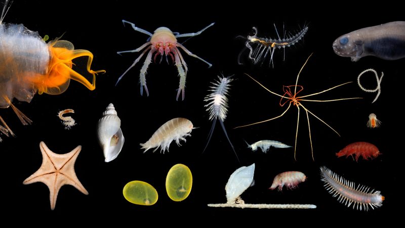 Array of sea creatures on a black background.