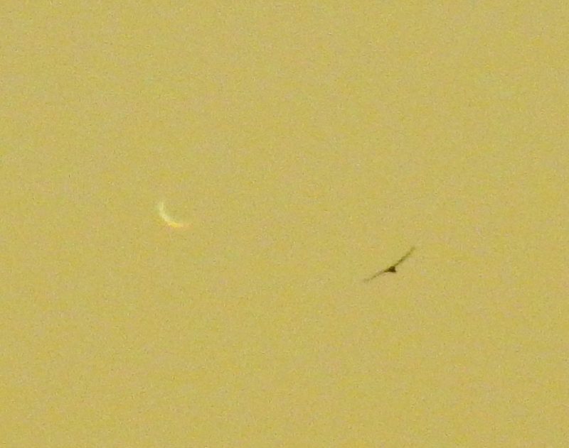 Very thin, barely visible crescent against yellow sky with bird in flight near it.