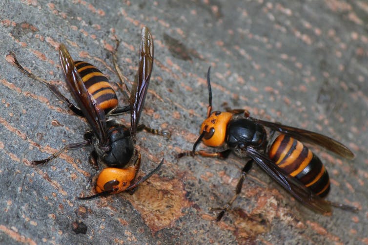 Closeup of two large striped insects with wings.