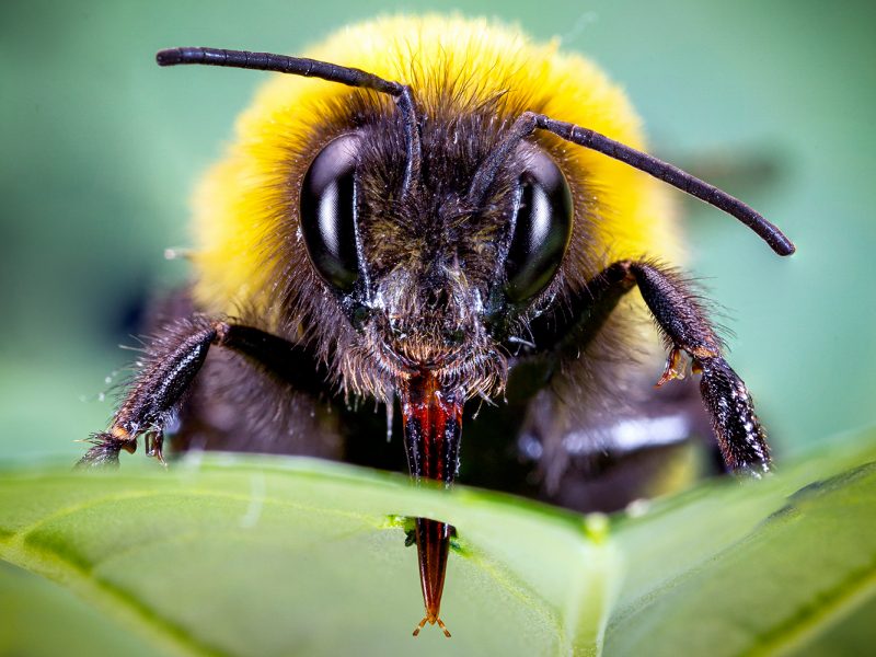 Extreme closeup of a bumblebee's face with antennae, big crescent eyes, and pointy mouthparts sticking through a leaf.