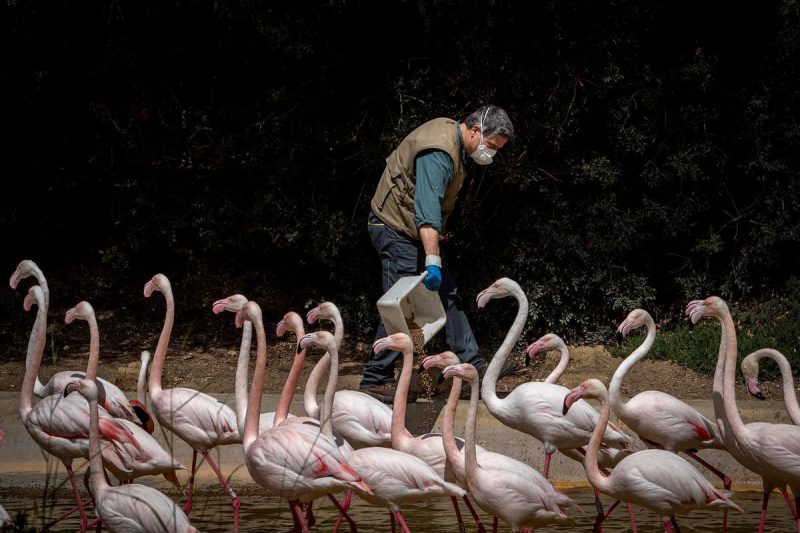 A mask-wearing man pouring out feed for a flock of long necked, long legged pink birds (flamingos).