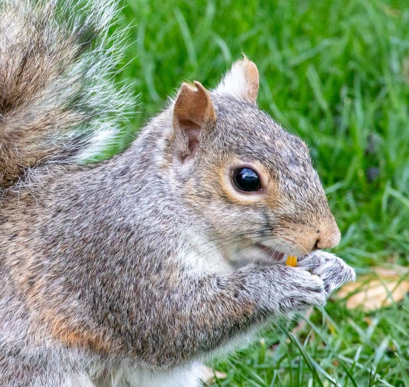 Closeup of squirrel with notched ear eating something.