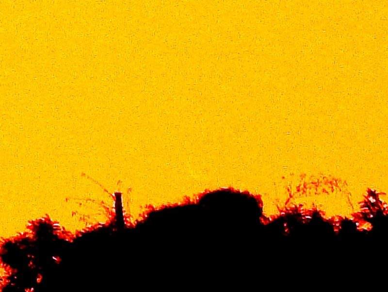 A yellow background, a treeline, and an exceedingly faint and partial crescent Venus.