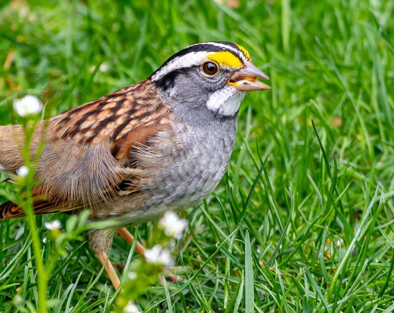 Bird on the grass, brown and gray with black, white, and yellow markings.